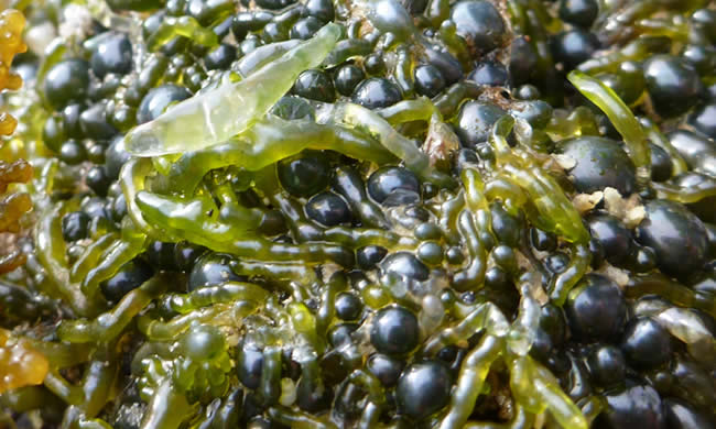 Investigan algas como posible fuente para biocombustibles