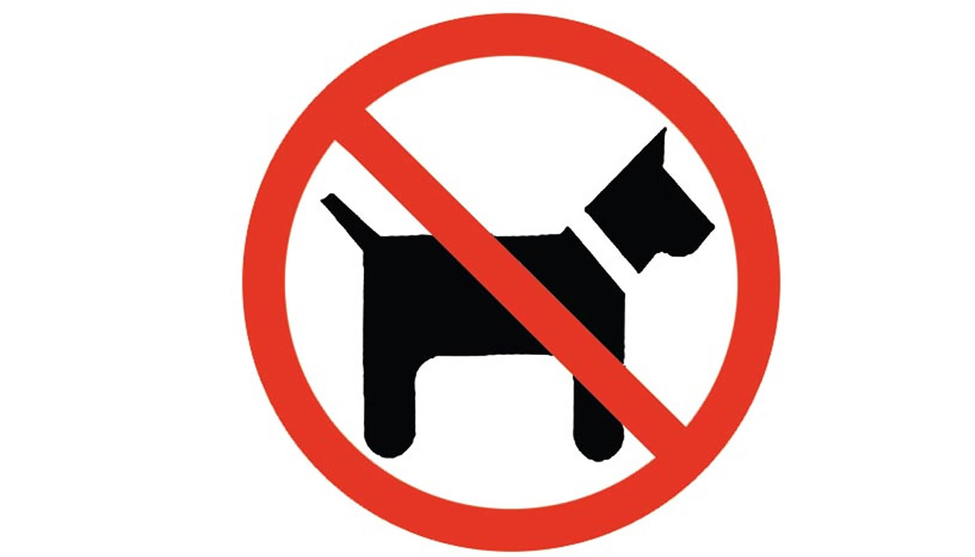 Desmienten erradicación masiva de canes en Uyuni por paso del Dakar