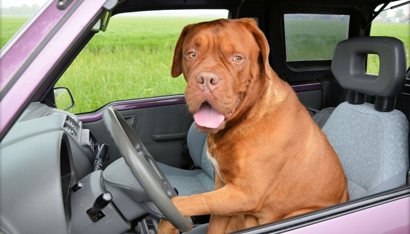 Viaje de Semana Santa, no dejes a tu perro solo