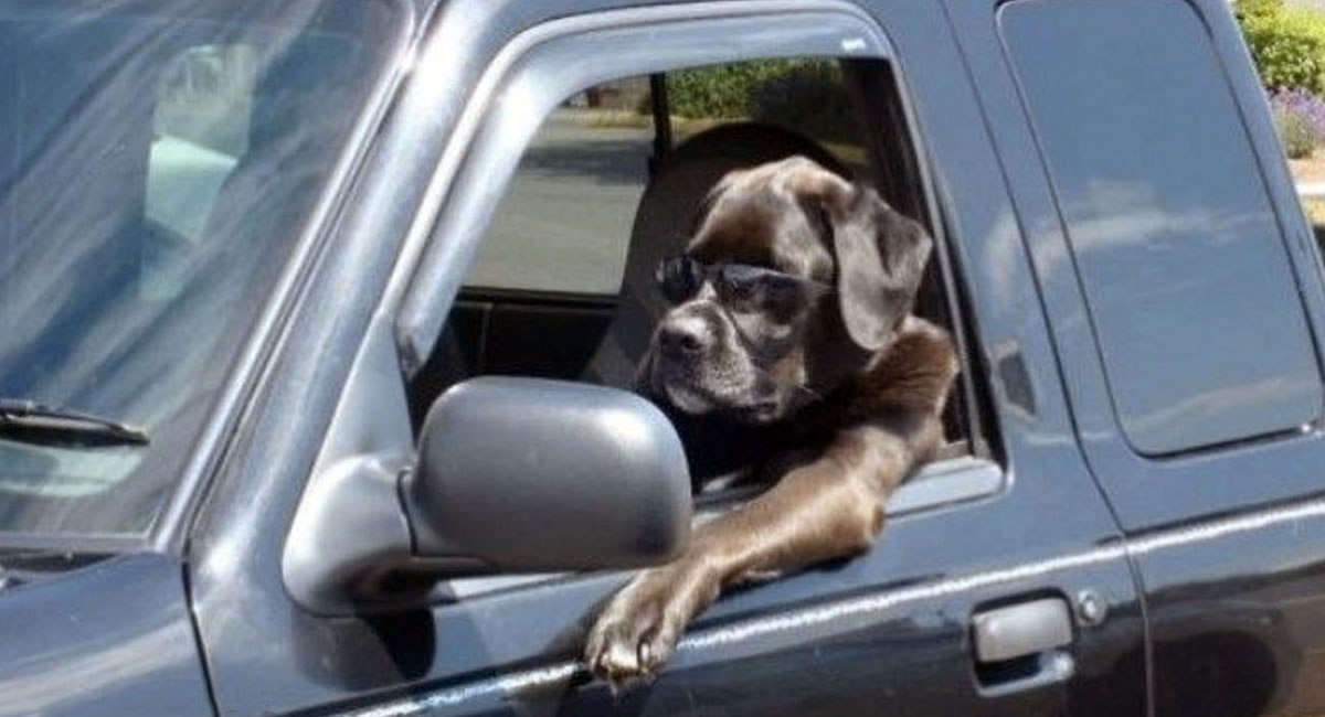 [VIDEO] Un cachorro reclama a sus dueños con la bocina del auto