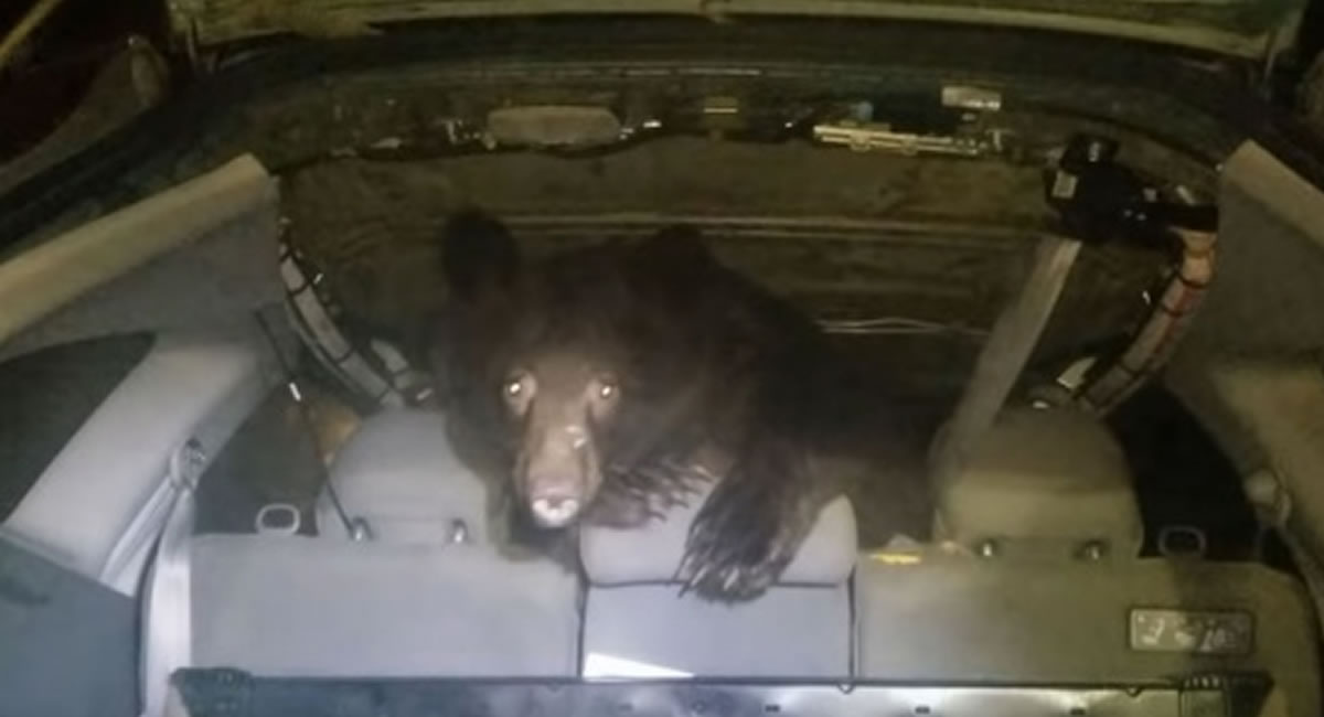 [VIDEO] Un hombre abre la puerta de su auto…¡Y encuentra un oso!